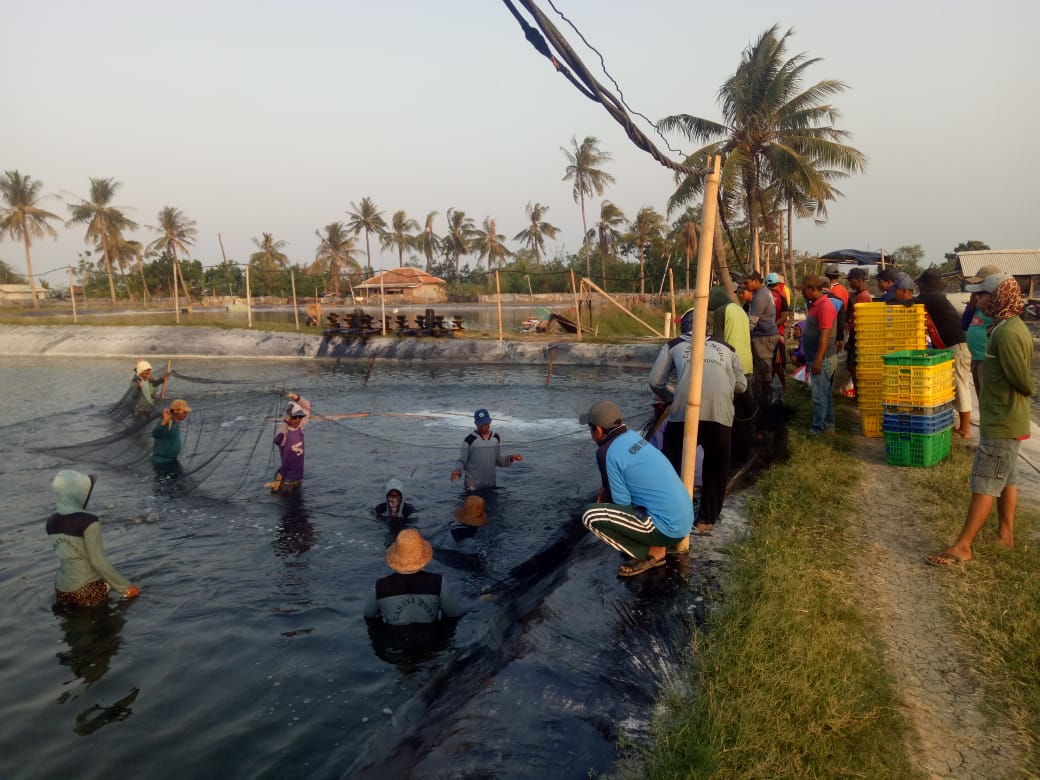 Dolar Naik, Petani Udang Untung Berlipat