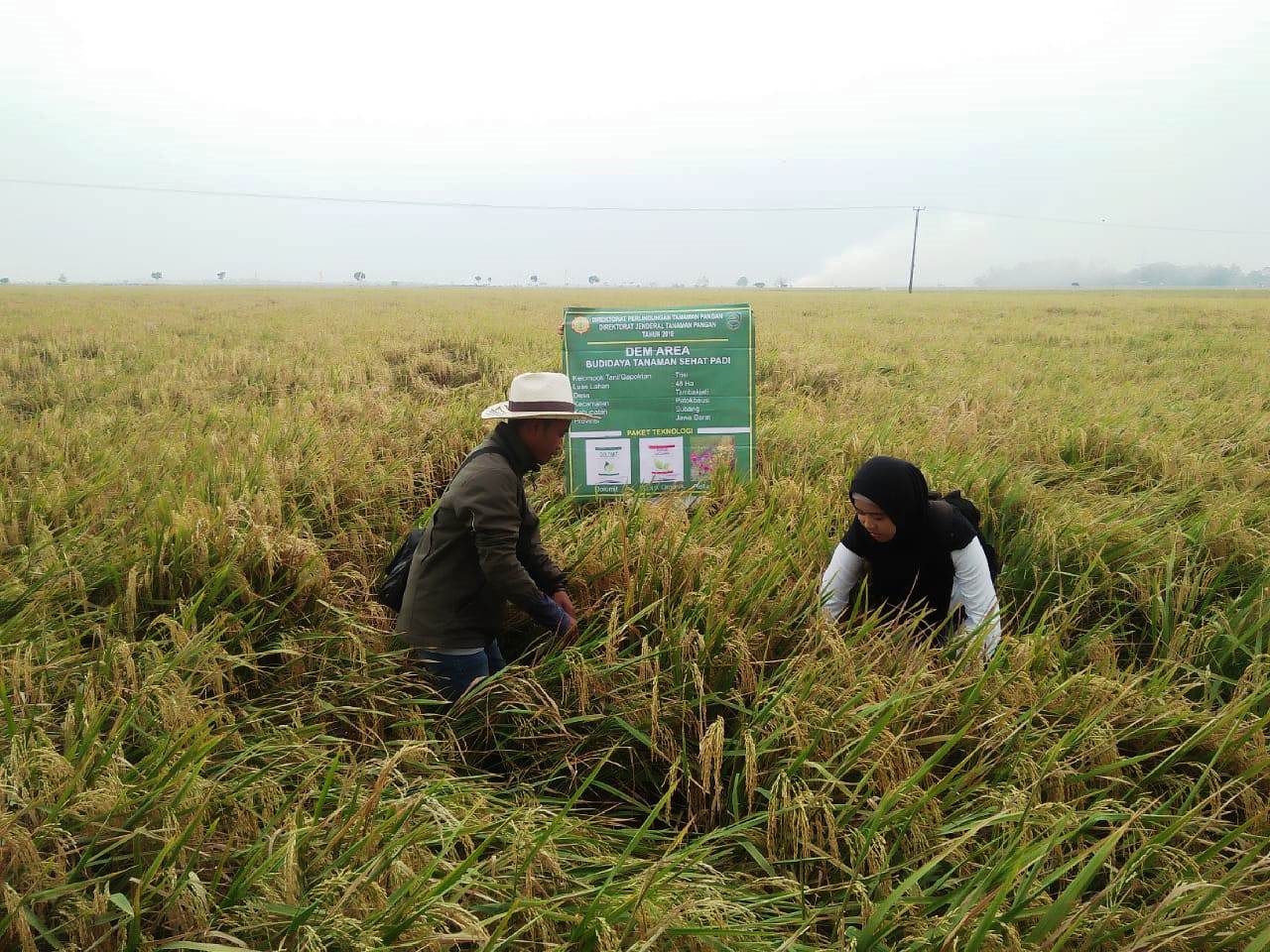 Produksi Padi di Patokbeusi Meningkat Tajam