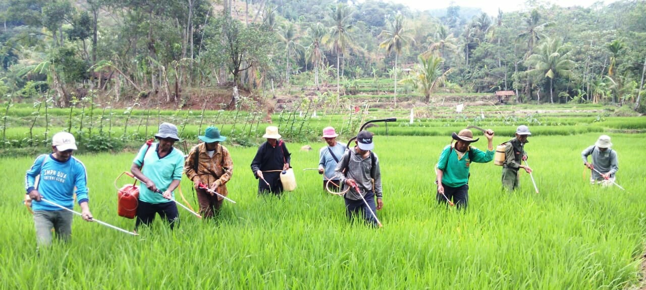 136 Hektare Sawah Terserang Hama Wereng