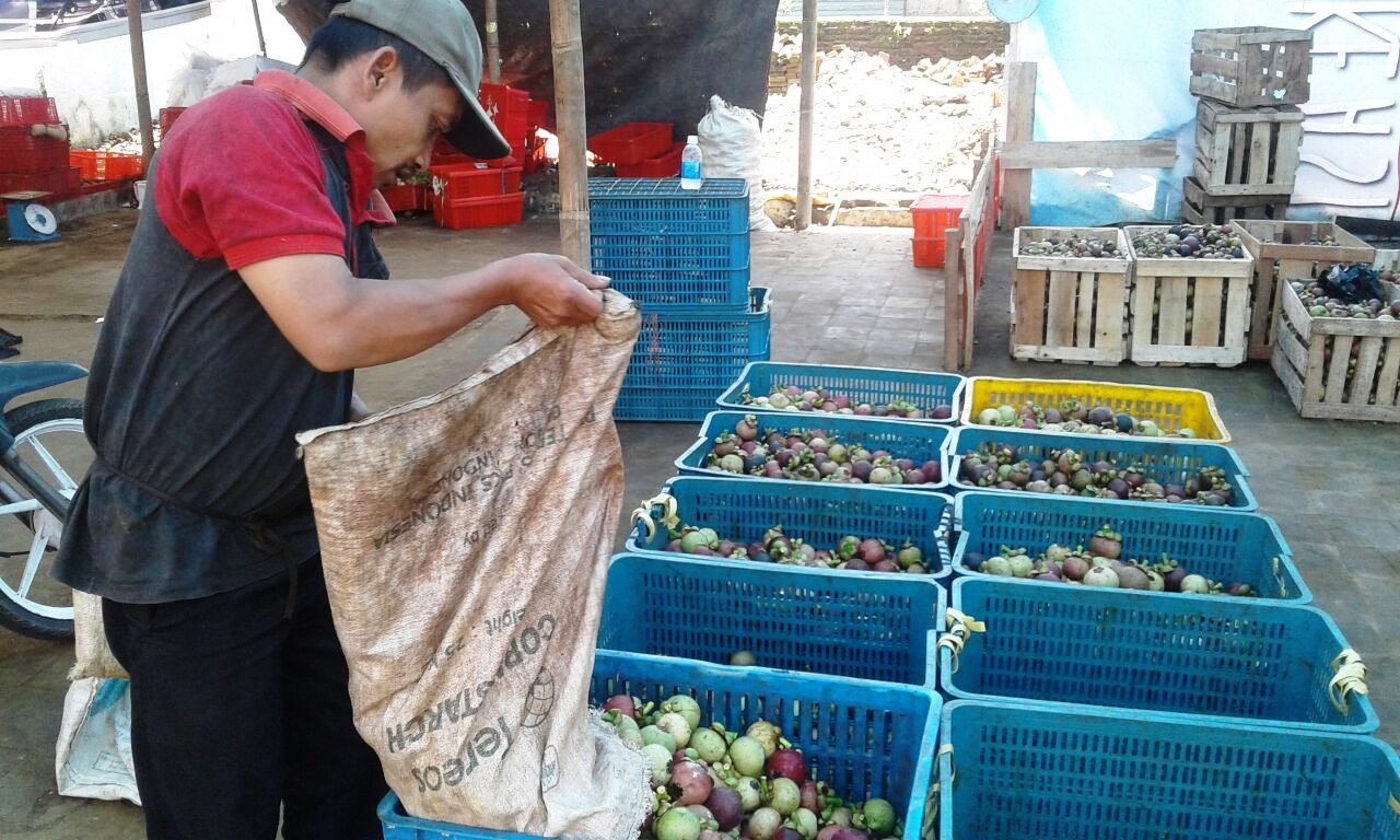 Kadistan Genjot Produksi Manggis