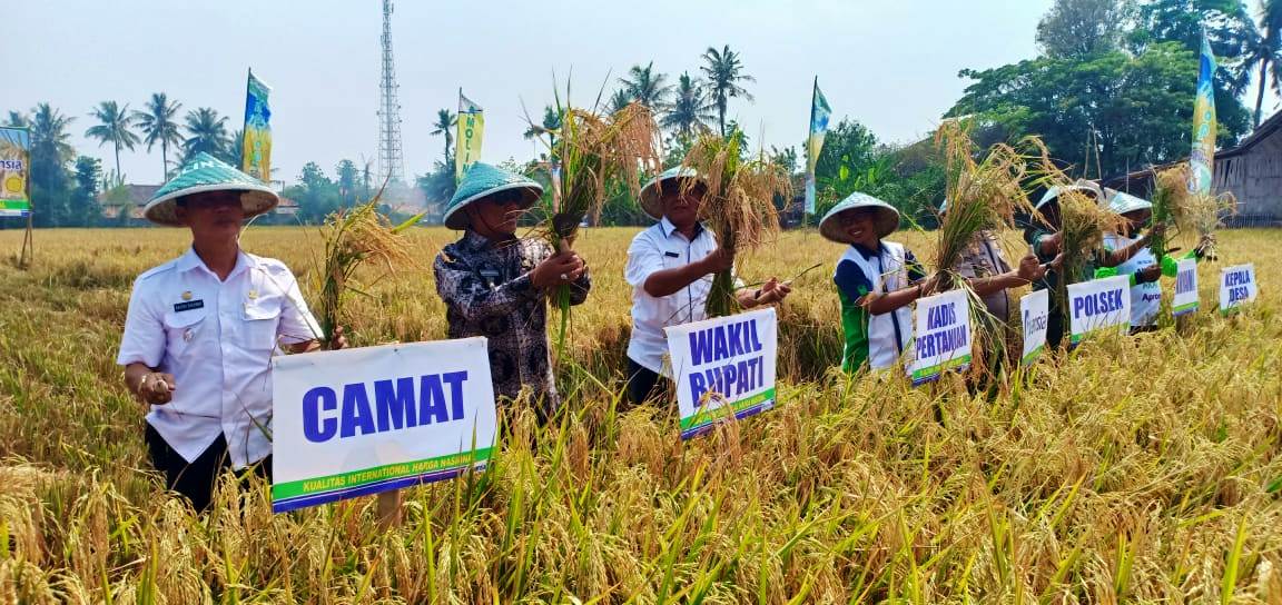 Polisi Diminta Awasi Mafia Gabah