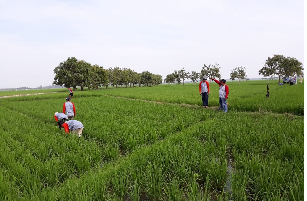 Pasokan Air Minim, 171 Ha Tidak Tanam