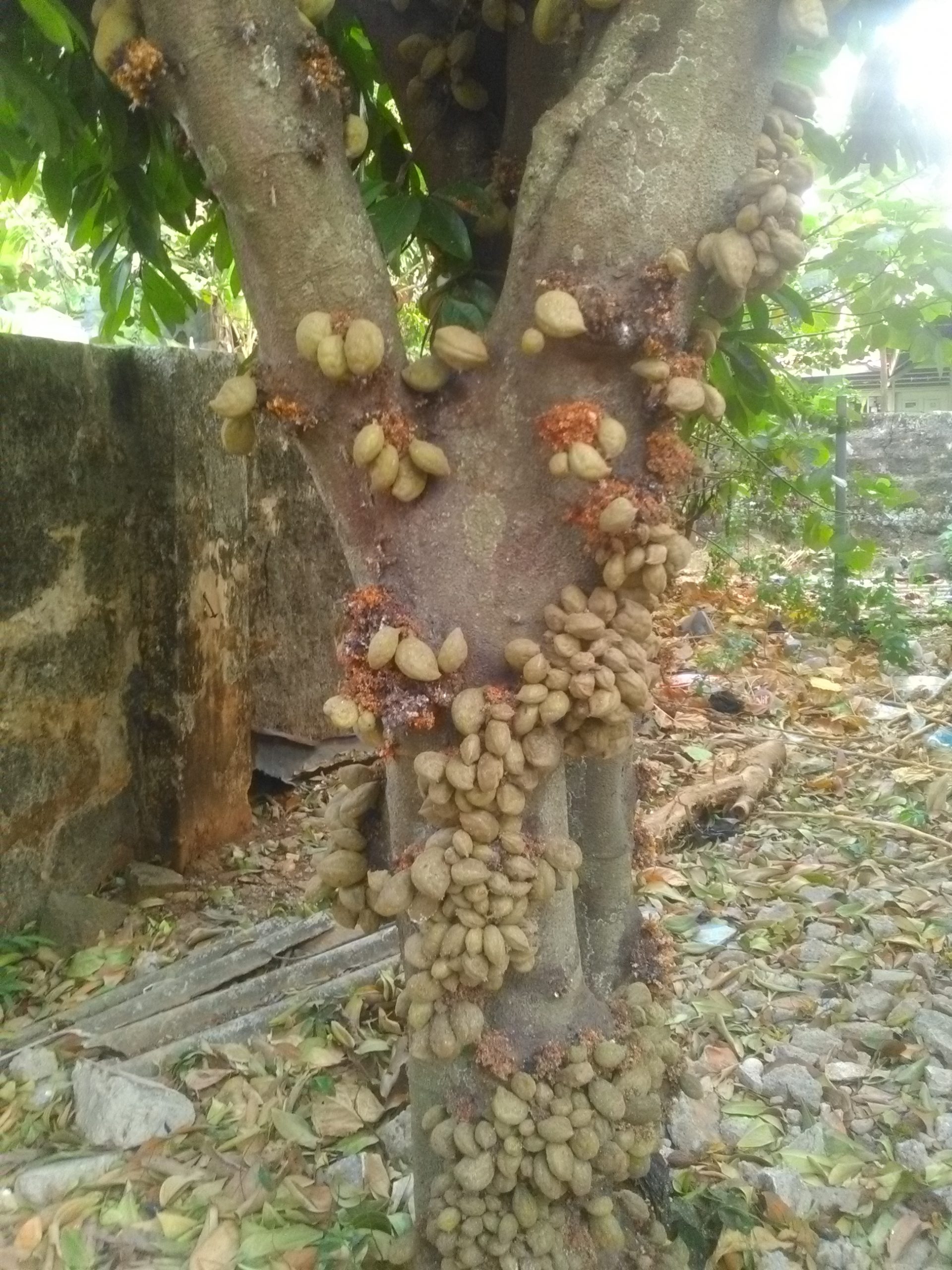 Nam Nam Pohon Langka yang Dicari Orang