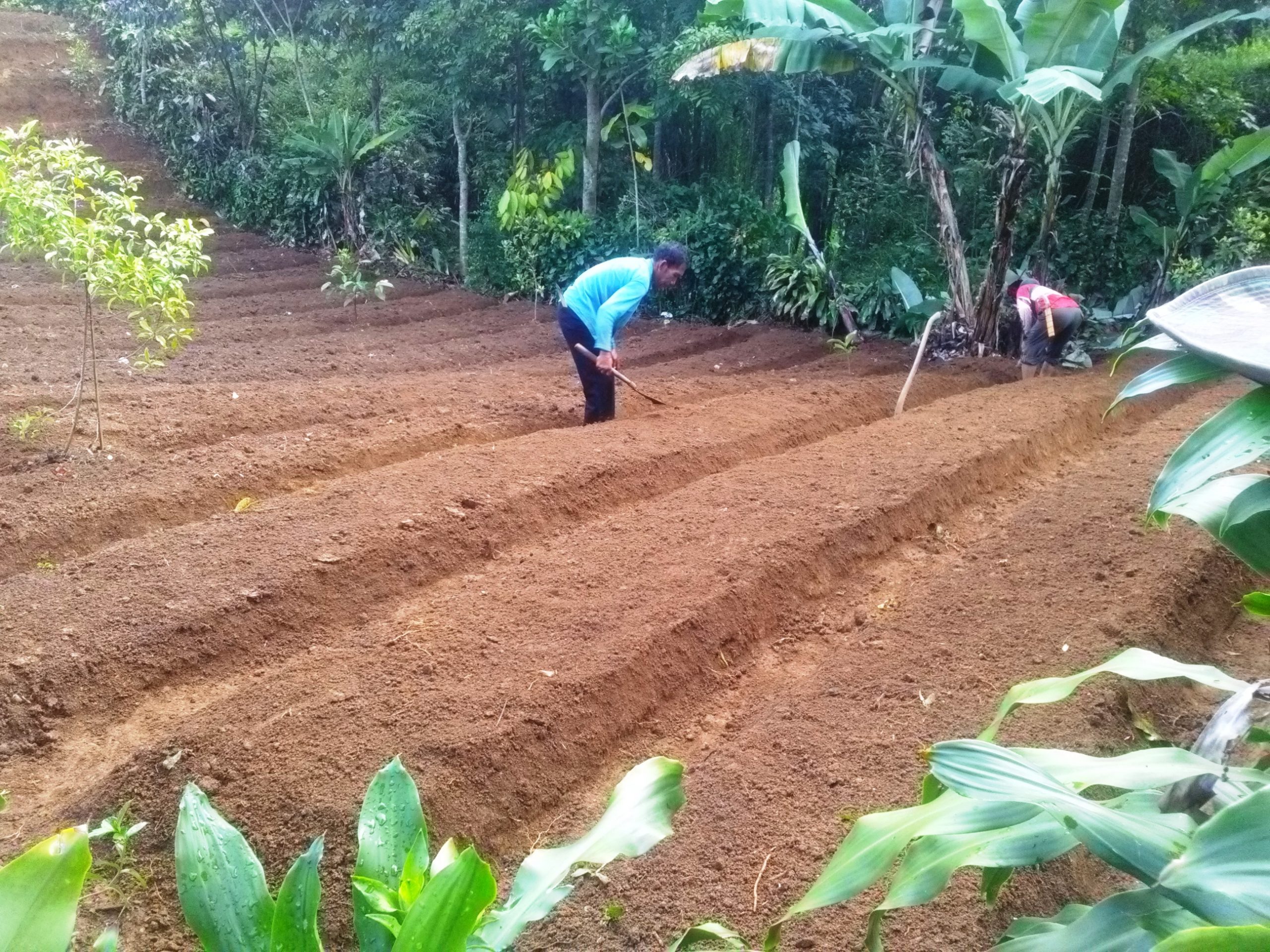 Hujan Mulai Turun, Petani Mulai Tanam Palawija