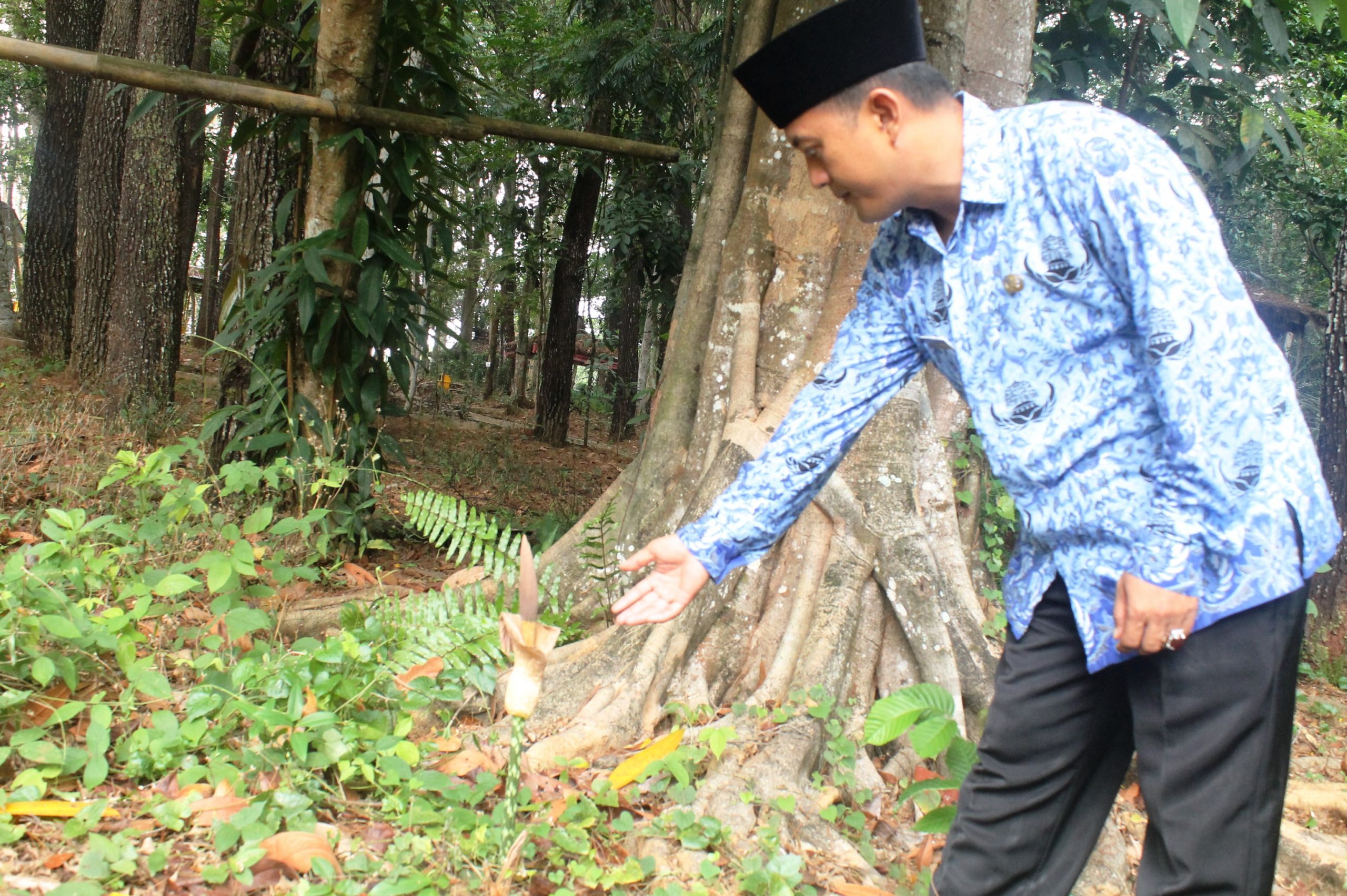 Bunga Bangkai Tumbuh di Hutan Kota Ranggawulung