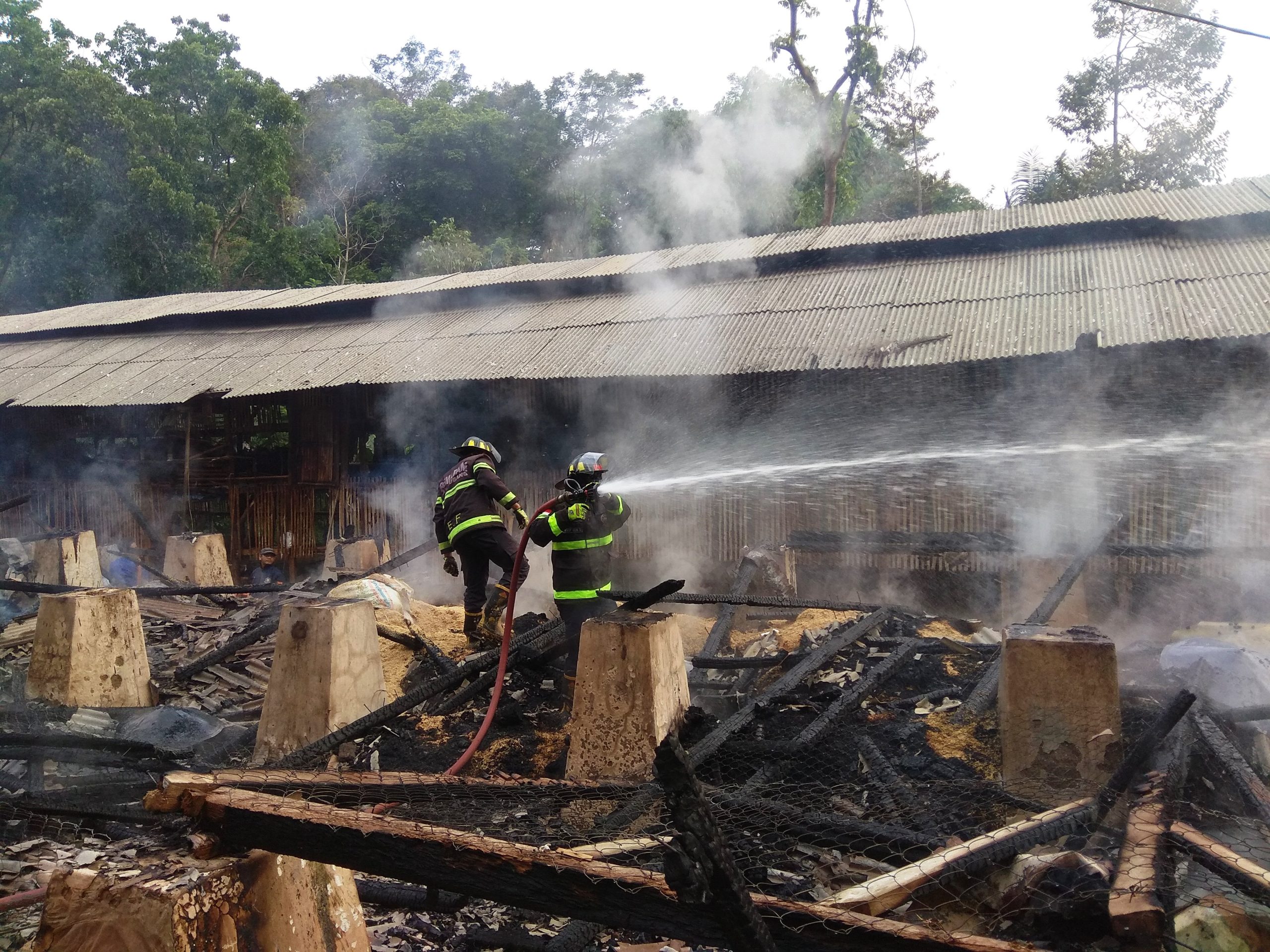 Tidak Siap Menghadapi Kebakaran, 7.000 Ekor Ayam Terpanggang