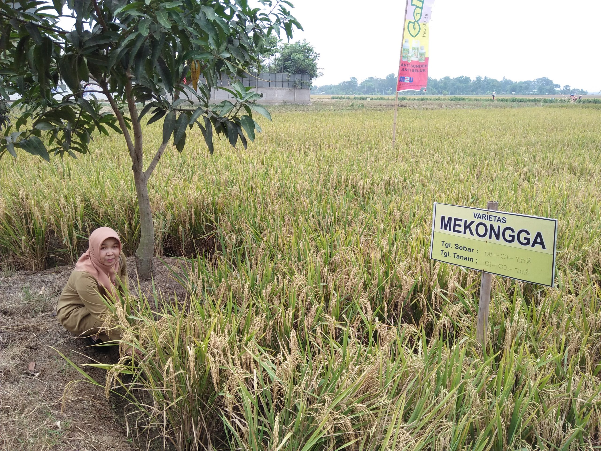 Hasil Produksi Padi di Kecamatan Pusakajaya Bagus