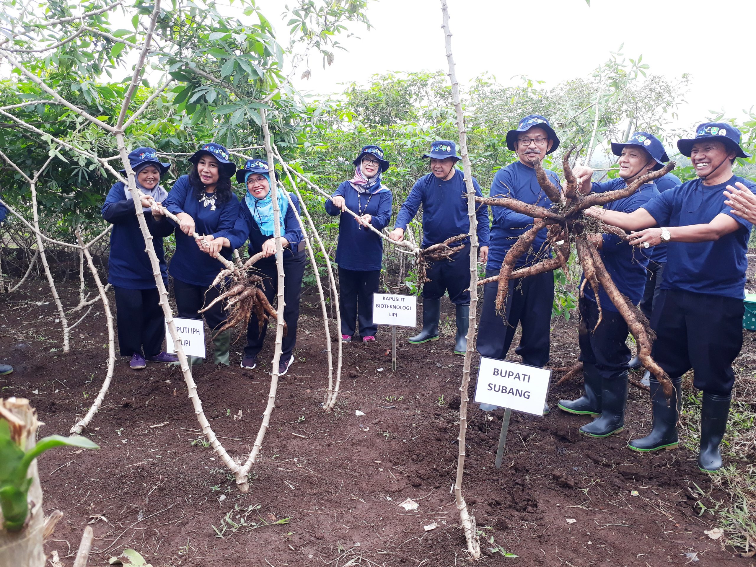 Lembaga Ilmu Pengetahuan Indonesia (LIPI) Kembangkan Singkong Unggul Khas Subang