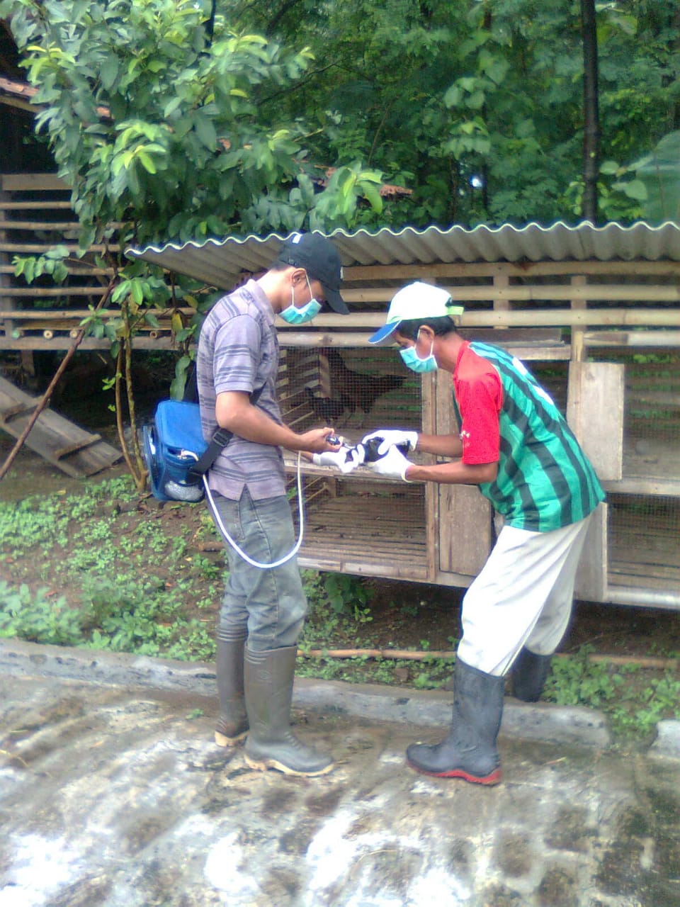 Waspada Flu Burung Menyerang