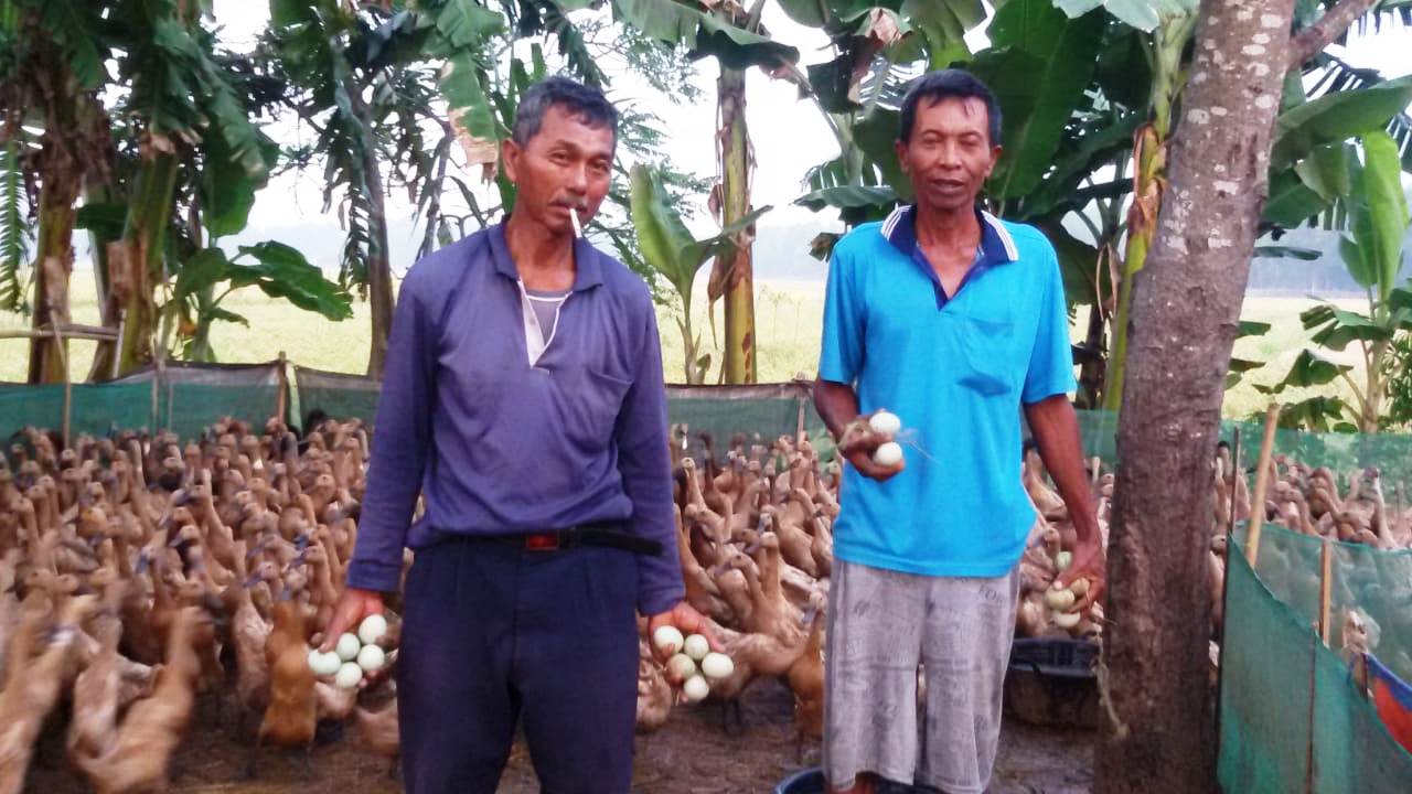 Kembangkan Usaha Ternak Bebek Hingga Sukses, dari Puluhan Ekor hingga Ribuan Ekor