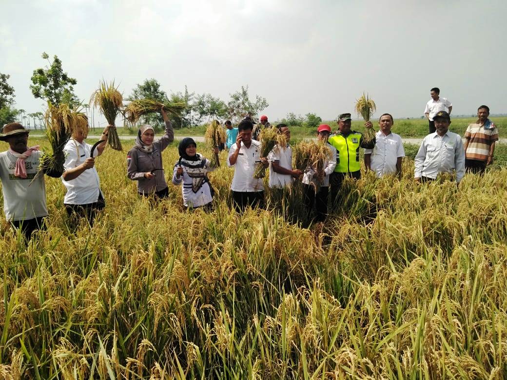 Kelompok tani di Dusun Pulo Luntas, Desa Sukamulya Berhasil Budidaya Padi Organik dengan Metode SRI