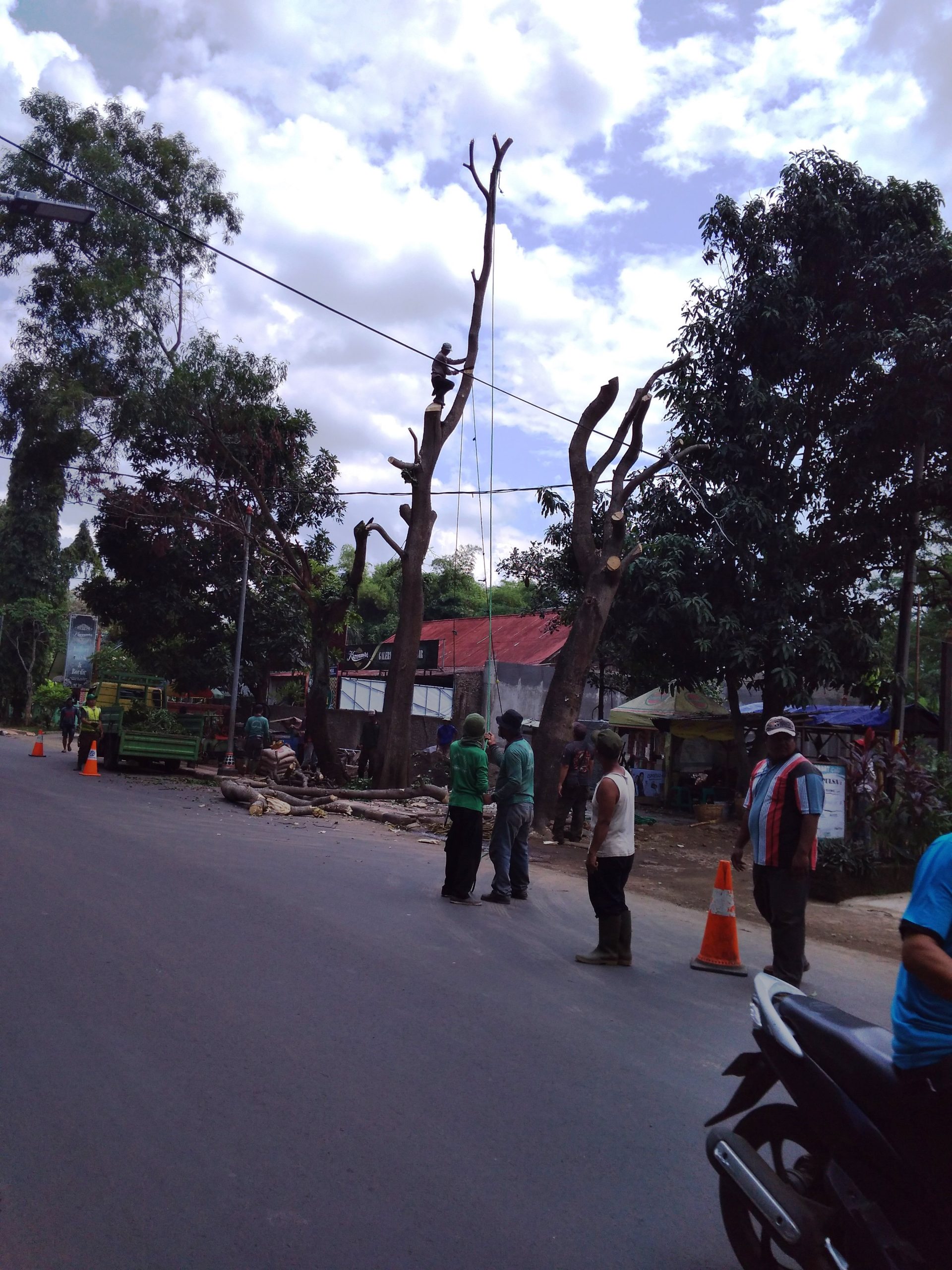 Pemkab Pangkas Pohon Rawan Tumbang