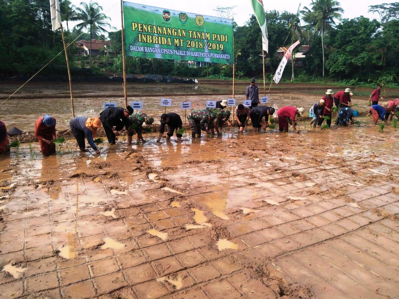 Dinas Pangan dan Pertanian Gelar Tanam Serempak, Genjot Upsus Pajale