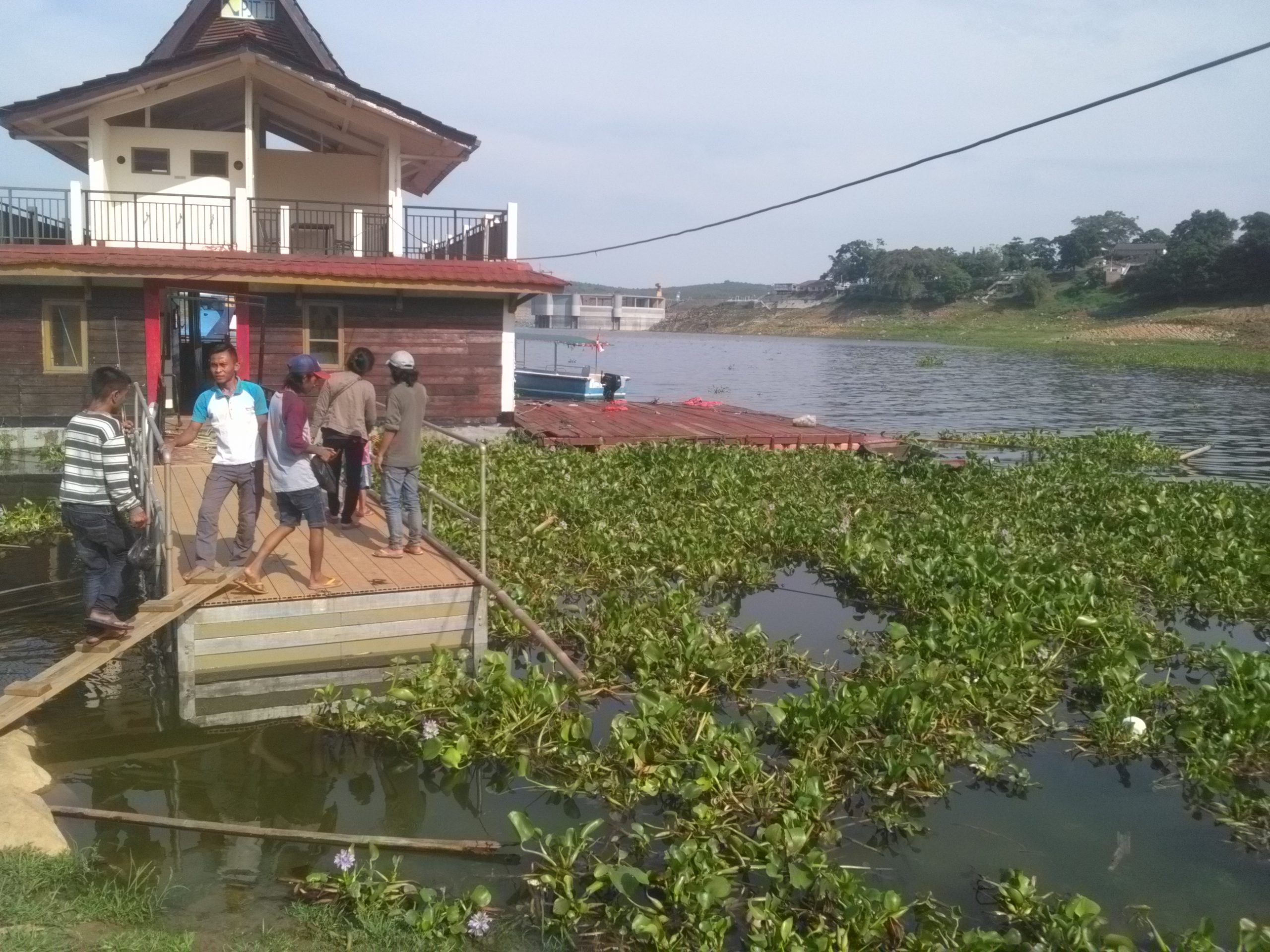 Eceng Gondok Penuhi Danau Jatiluhur