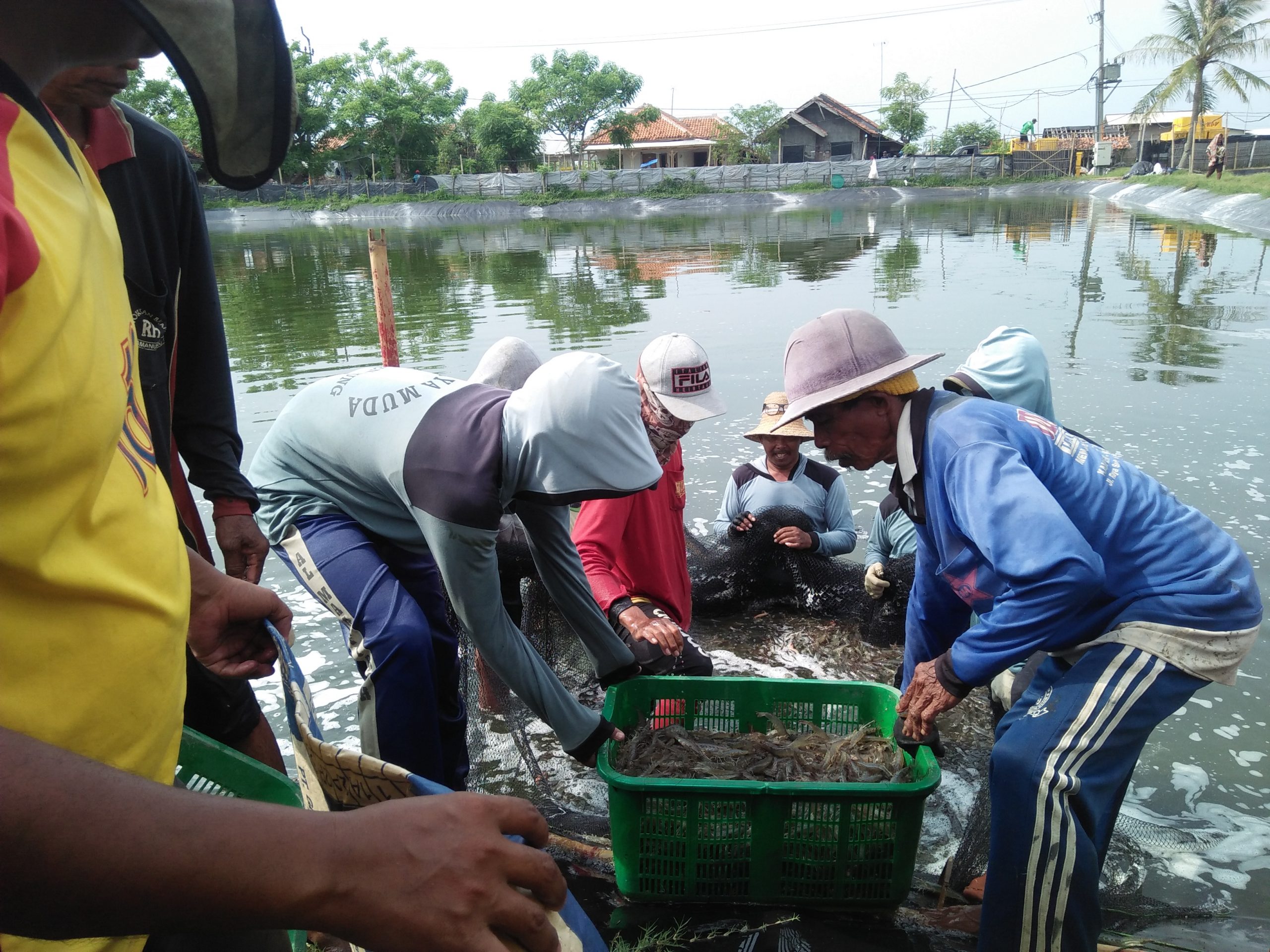 Budidaya Udang Vaname Potensi Usaha Menjanjikan, Petani Butuh Bantuan Cold Storage