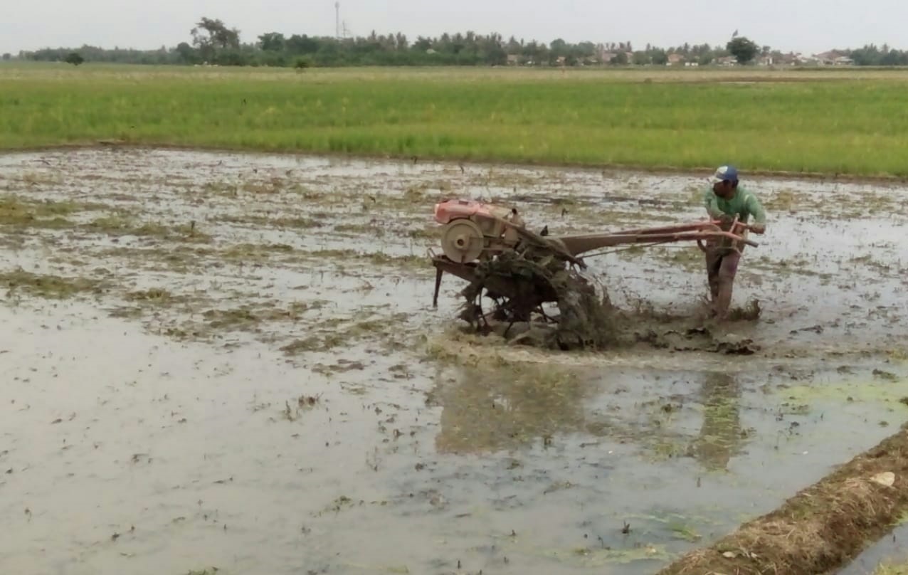 Cuaca Mendung Panas Rentan Wereng Batang Coklat