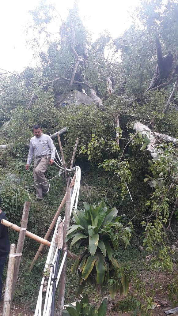 Pohon Berusia Ratusan Tahun Mendadak Roboh