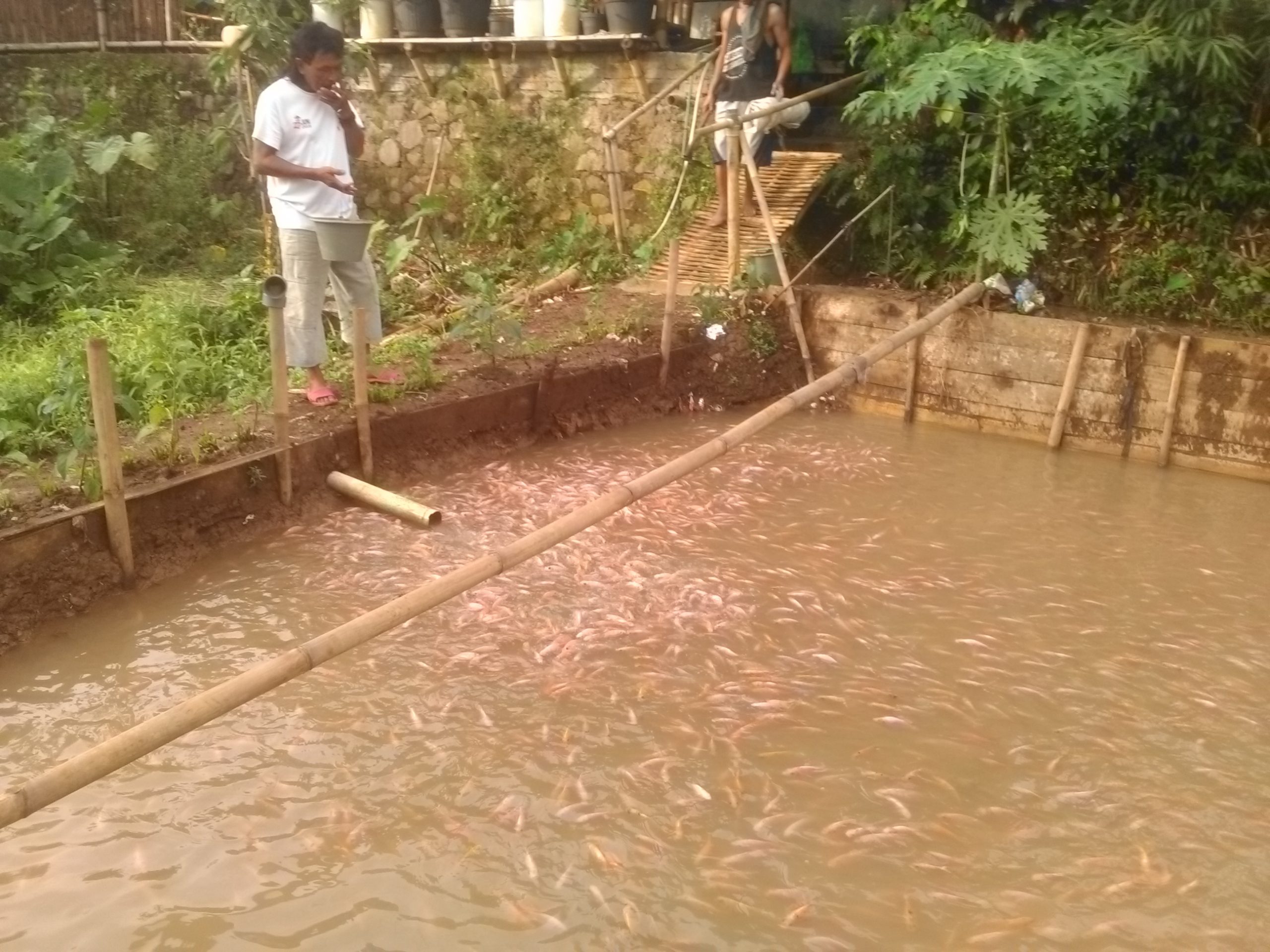 Kades Pasawahan Berhasil Kembangkan Budidaya Ikan Nila Merah