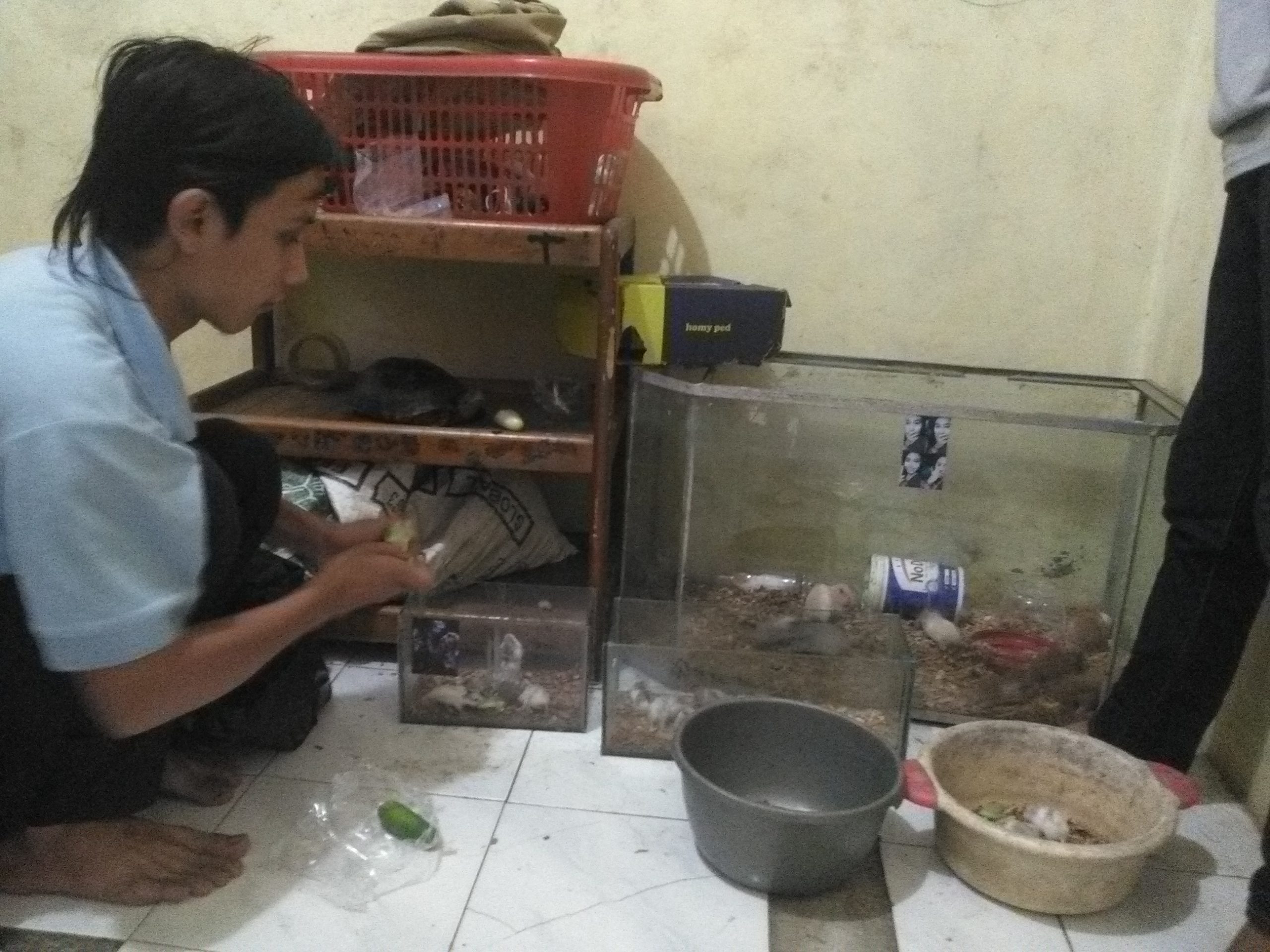 Sang Pecinta Reptil yang Sukses Beternak Hamster