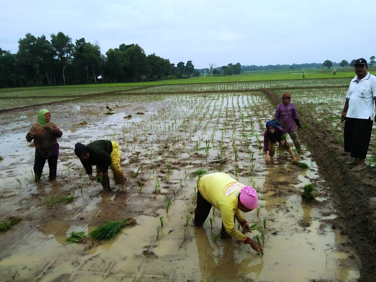 25% Area Pertanian di Ciasem Belum Tanam Padi