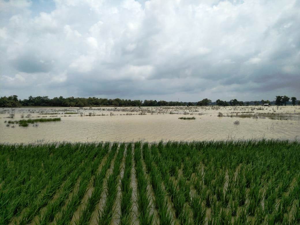 Intensitas Hujan Tinggi, Sawah Terendam