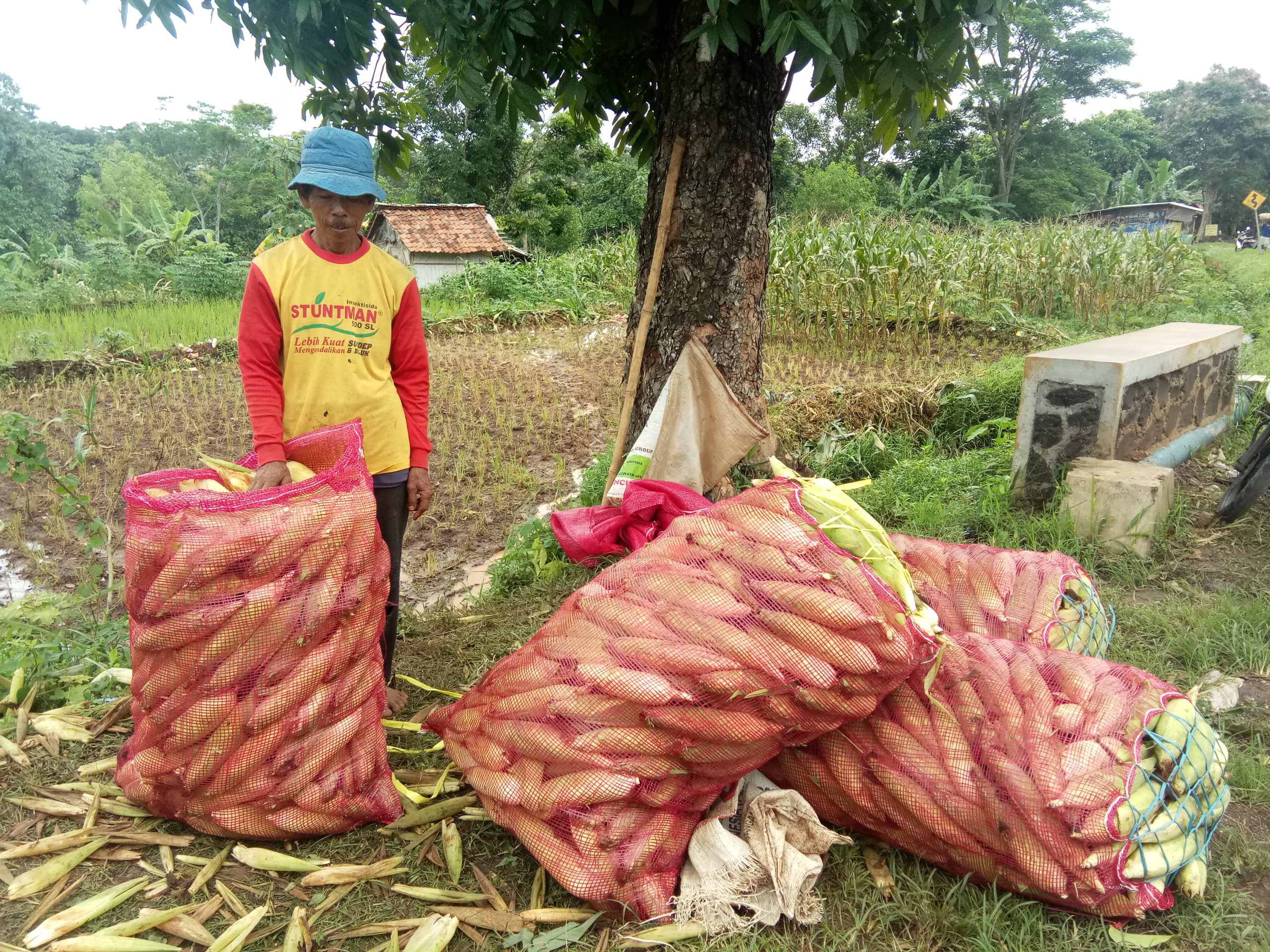 Petani Mengeluh Harga Jagung Anjlok