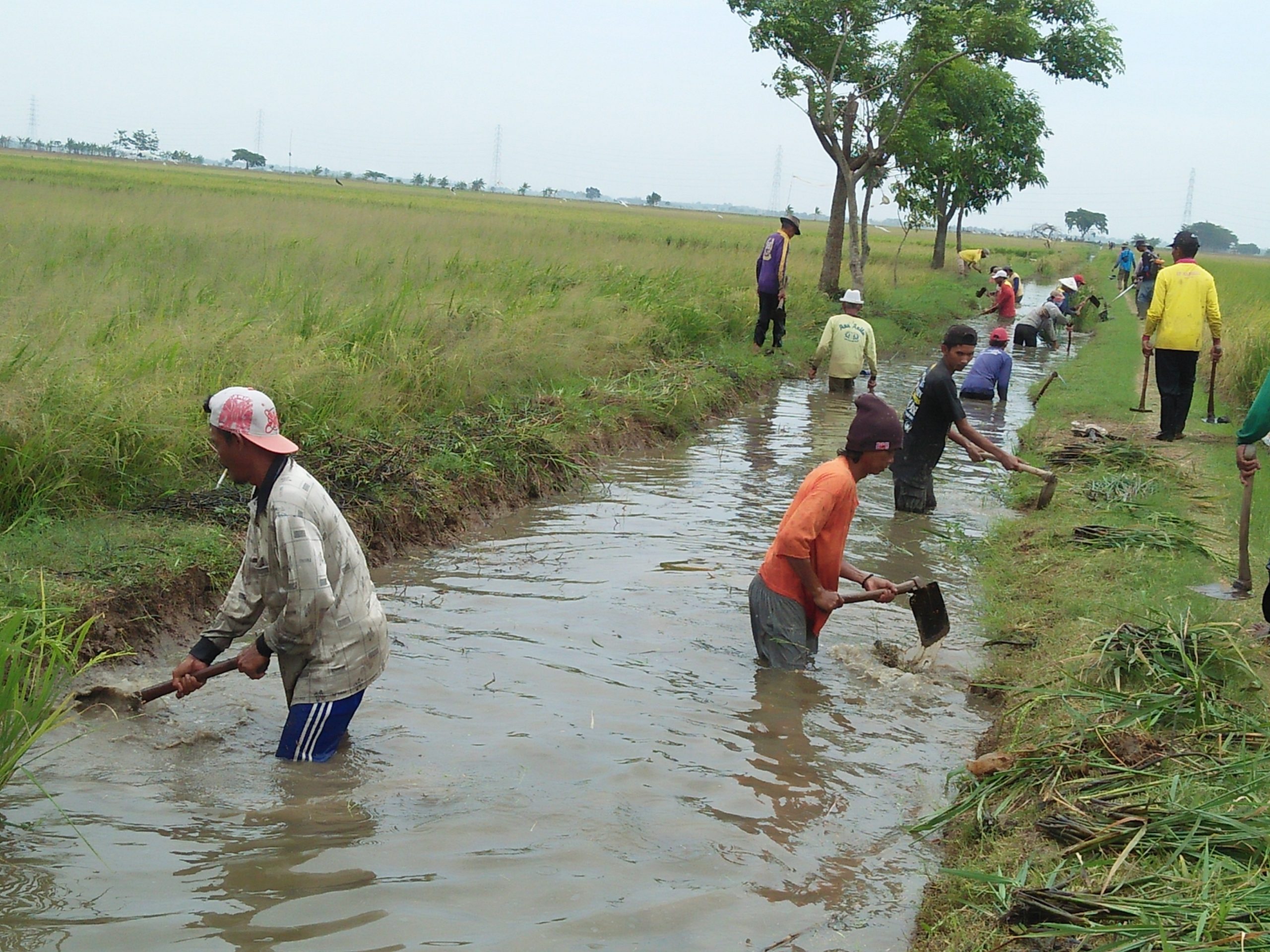 Ratusan Petani Bersihkan Saluran Irigasi