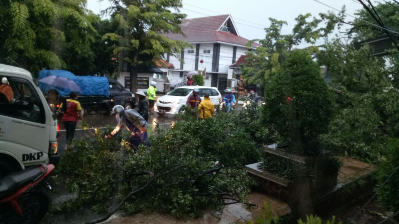 Antisipasi Pohon Tumbang, Distarkim Bentuk Tim Reaksi Cepat Penebang Pohon