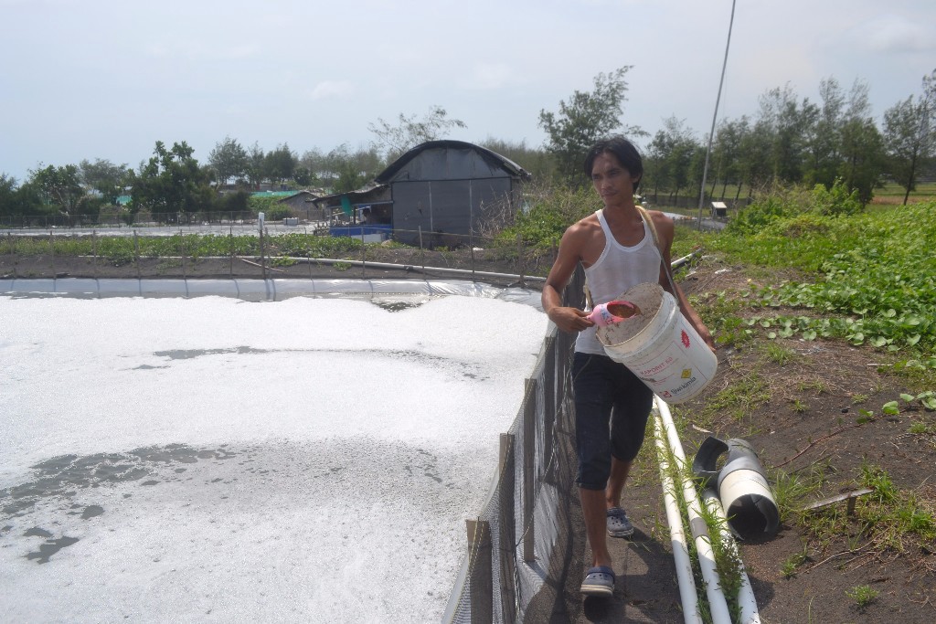 Cara Peternak Ikan Nila Menghadapi Kenaikan Harga Pakan, Minta Pakan ke Bandar, Bayar setelah Panen