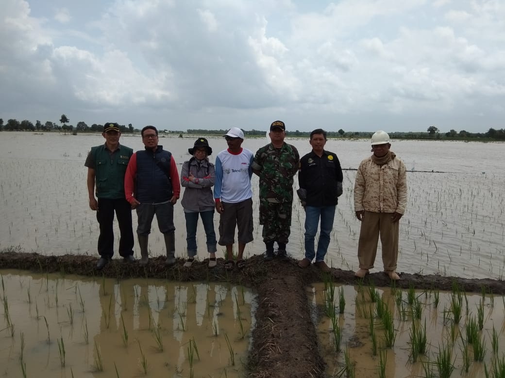 Intensitas Hujan Tinggi, Ratusan Hektare Sawah Terendam