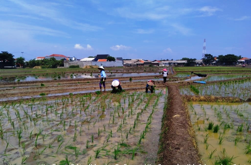 Penyuluh Imbau Petani Waspadai Serangan Hama Tikus