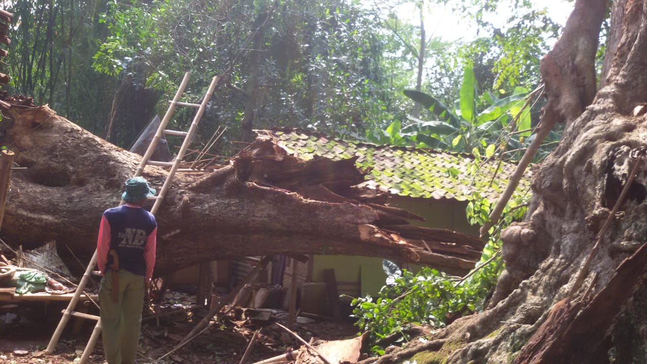 Pohon Berusia Ratusan Tahun Roboh Menimpa Rumah Warga