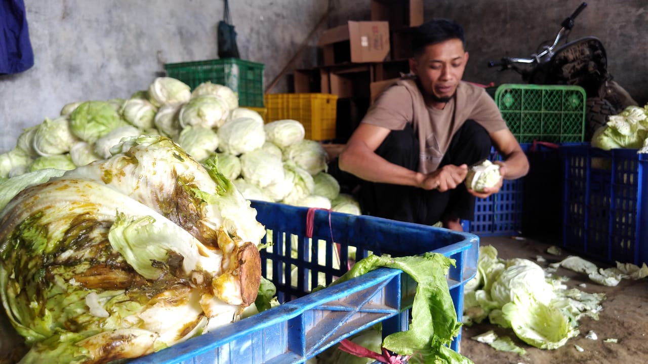 Harga Tomat Melonjak Dua Kali Lipat