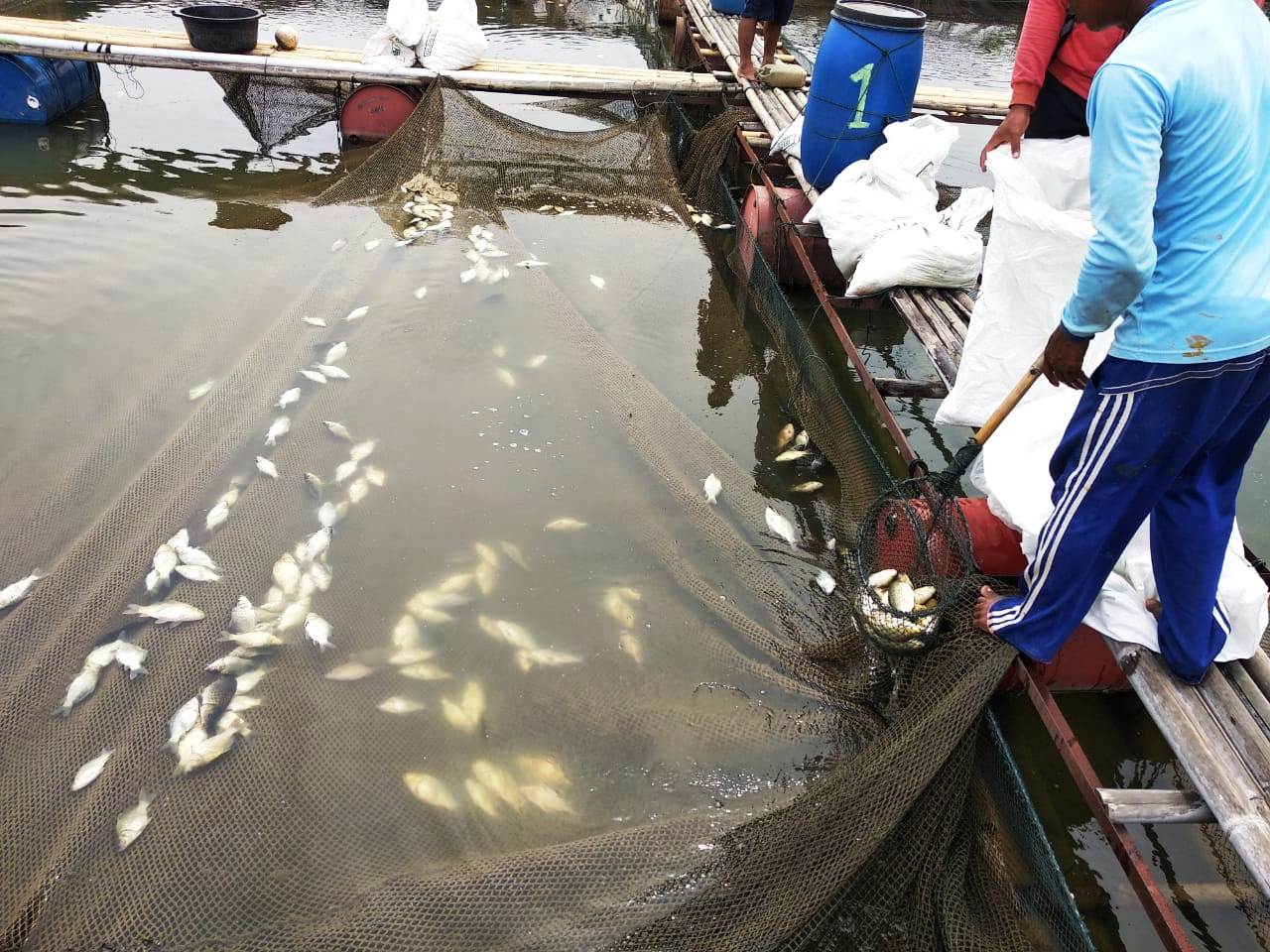 Petani Ikan KJA Jatiluhur Merugi, Kwintalan Ikan Mati Massal