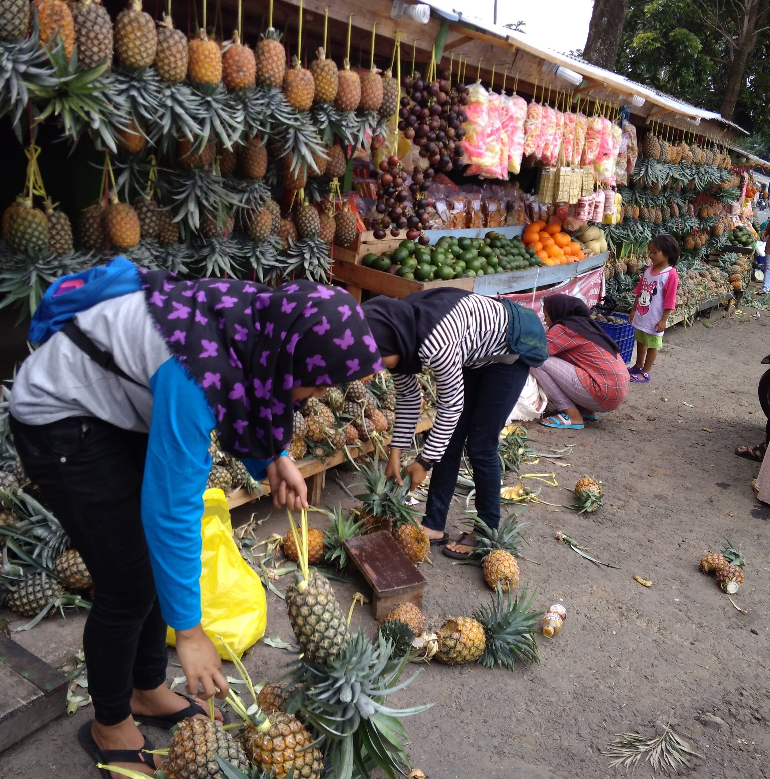 Petani Ingin Ada Pabrik Olahan Nanas, Belum Ada Investor setelah PT Morelli Bangkrut