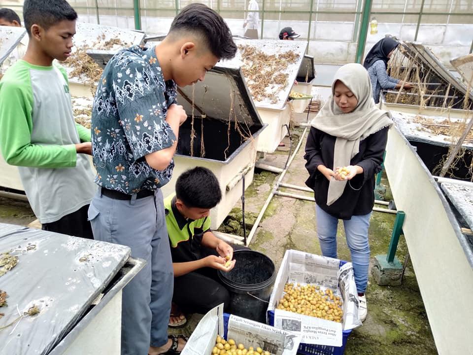 Mahasiswa dan Pelajar Pelajari Panen Kentang Varietas Granola