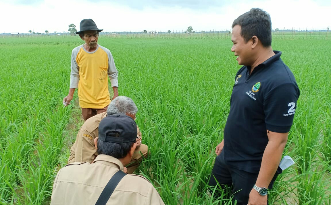 Sawah Terserang Hama, Petugas POPT Dikerahkan