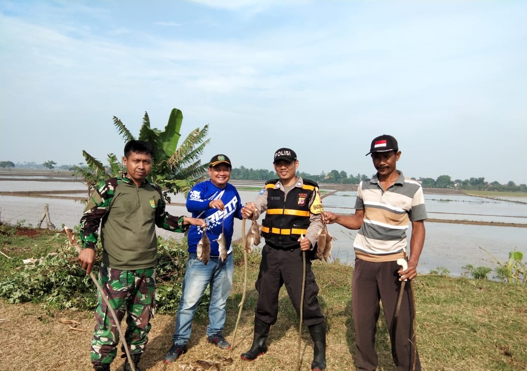 Jaga Produksi Padi Petani Gropyokan Tikus