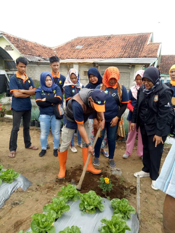 Petani Pasir Angling Suntenjaya Basmi Hama dengan Tanaman Refugia