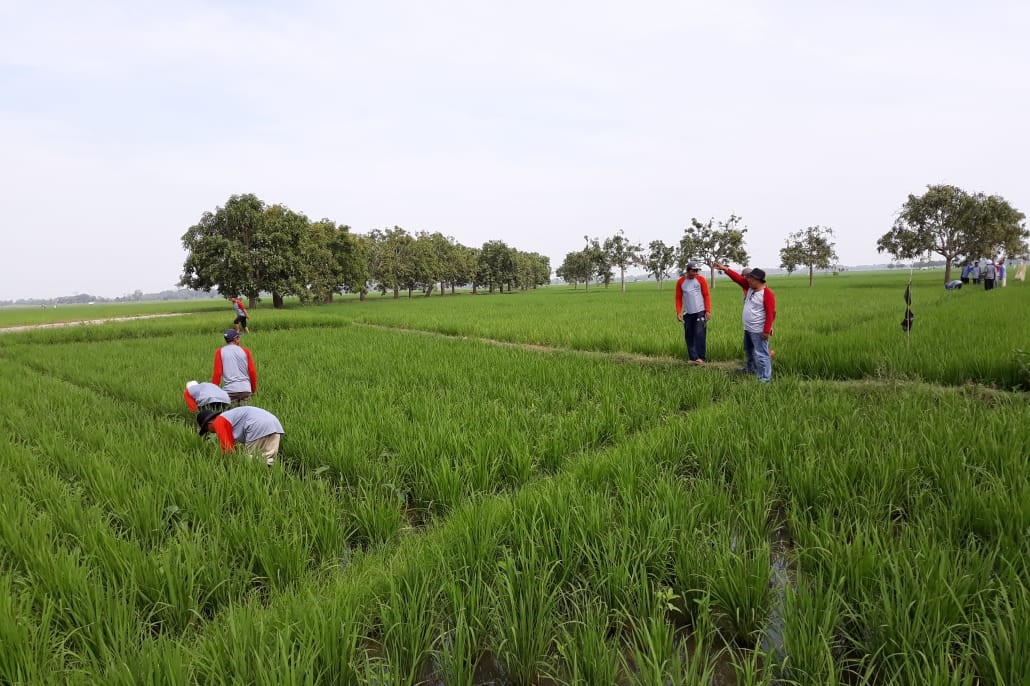 Waspada Hama Tikus Petani Intensif Gropyokan