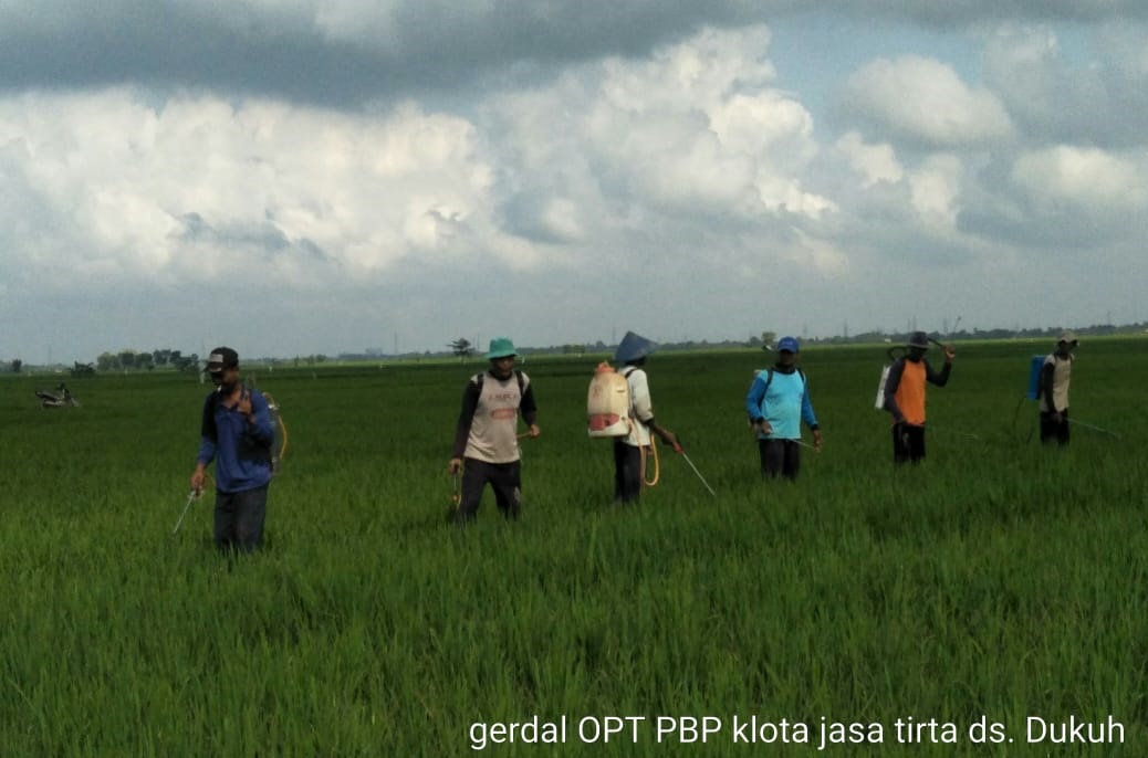 Cegah Penggerek Batang, Petani Semprot Serentak