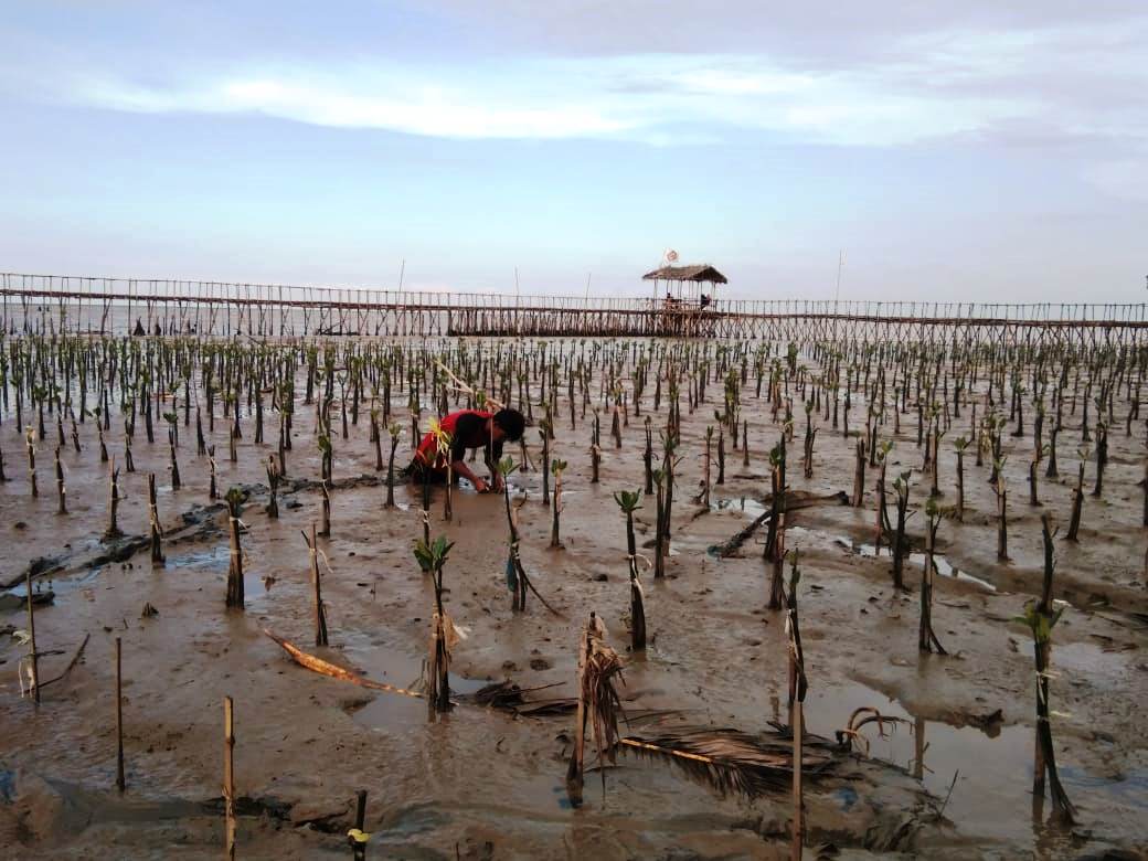 Budidaya Mangrove Minimalisir Dampak Abrasi