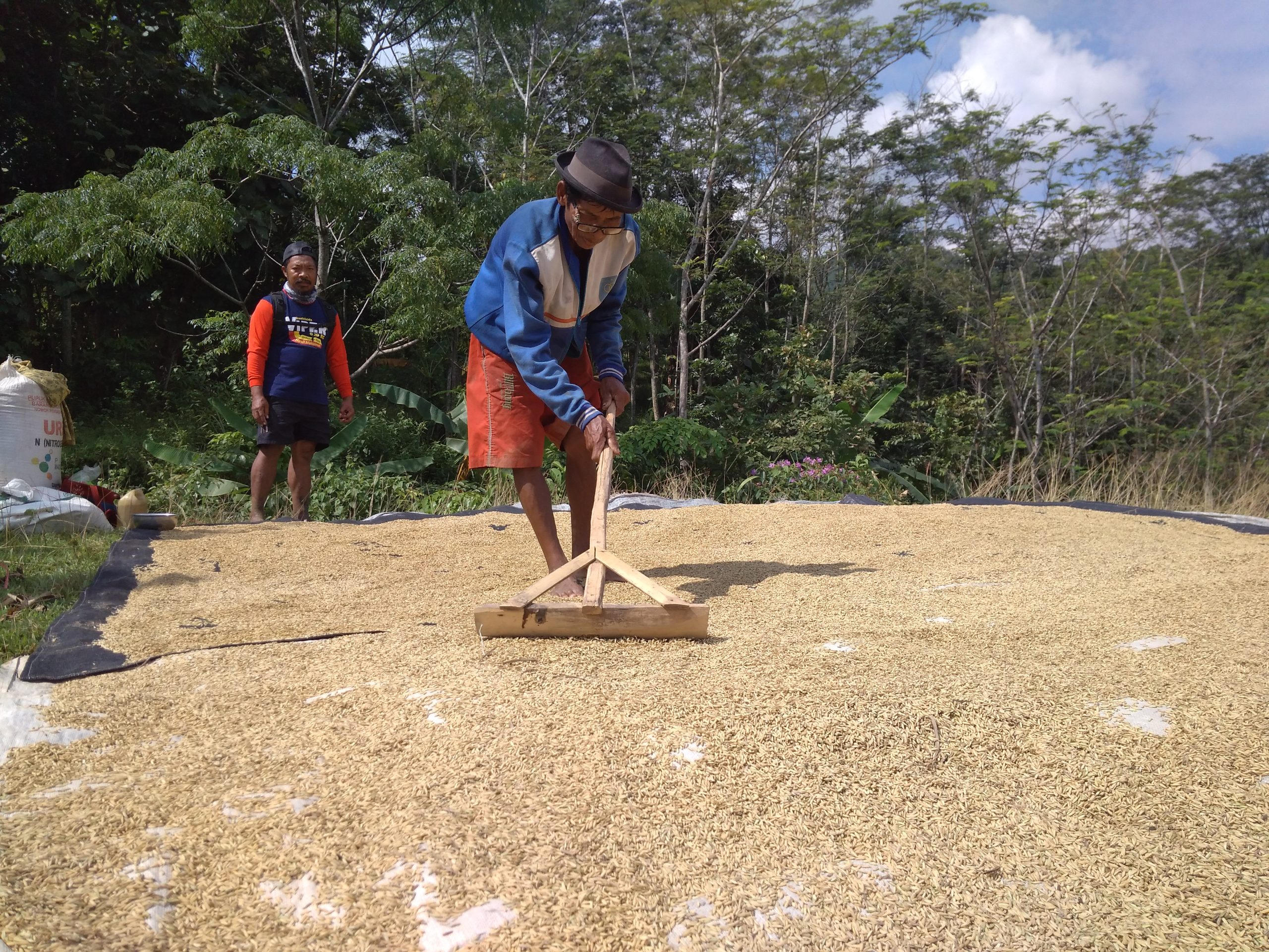 Petani Keluhkan Harga Gabah