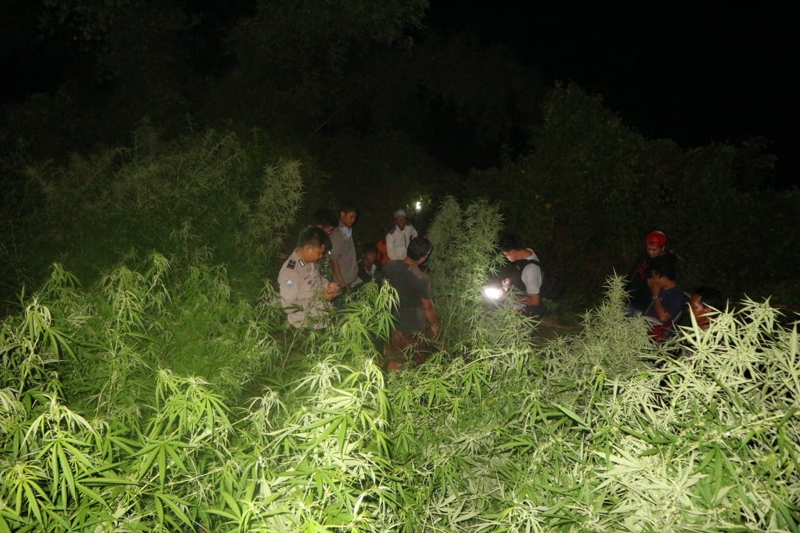 Geger! Polisi Temukan 1,5 Hektare Ladang Ganja di Lahan Milik Perhutani