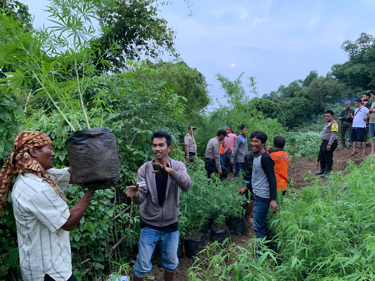 Ditanam Gunakan Polybag, Ladang Ganja di Purwakarta Sudah Siap Panen