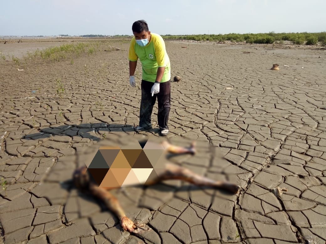 Mayat Perempuan Membusuk Ditemukan di Pantai Patimban