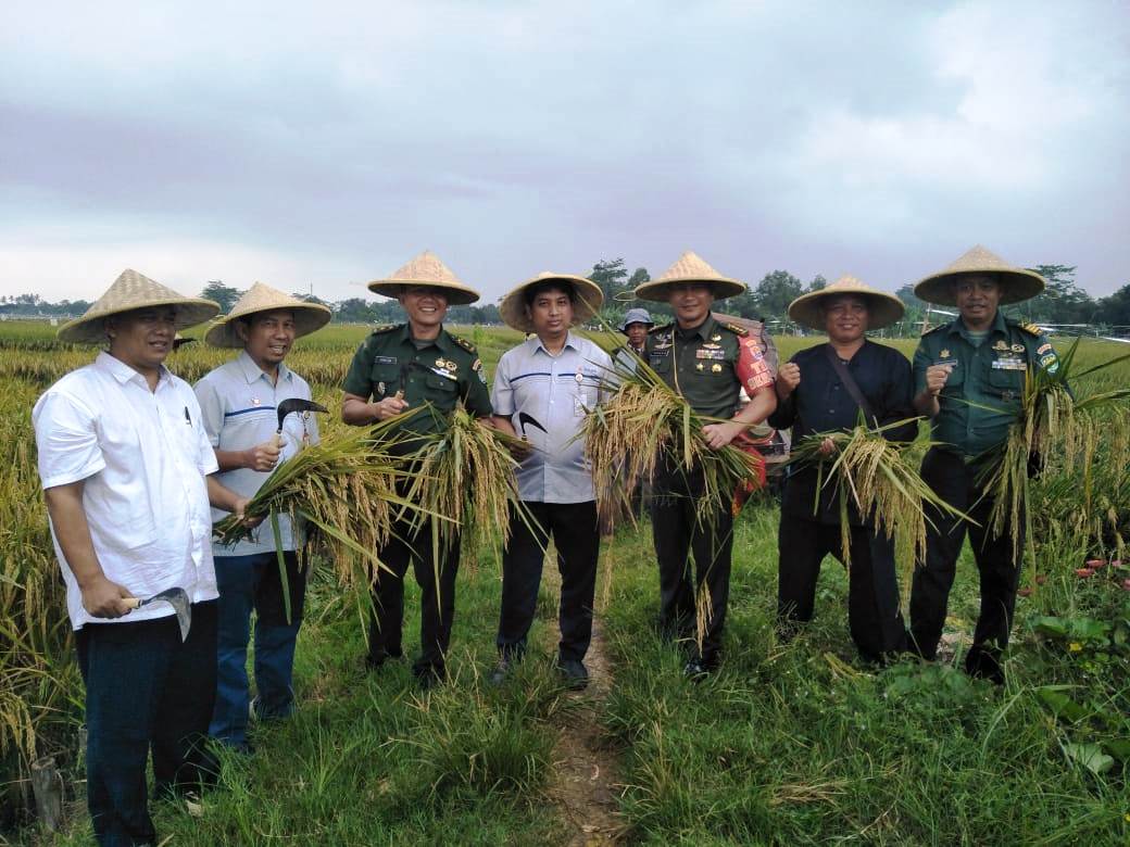 Target Produksi Padi Jabar 162.000 Ton