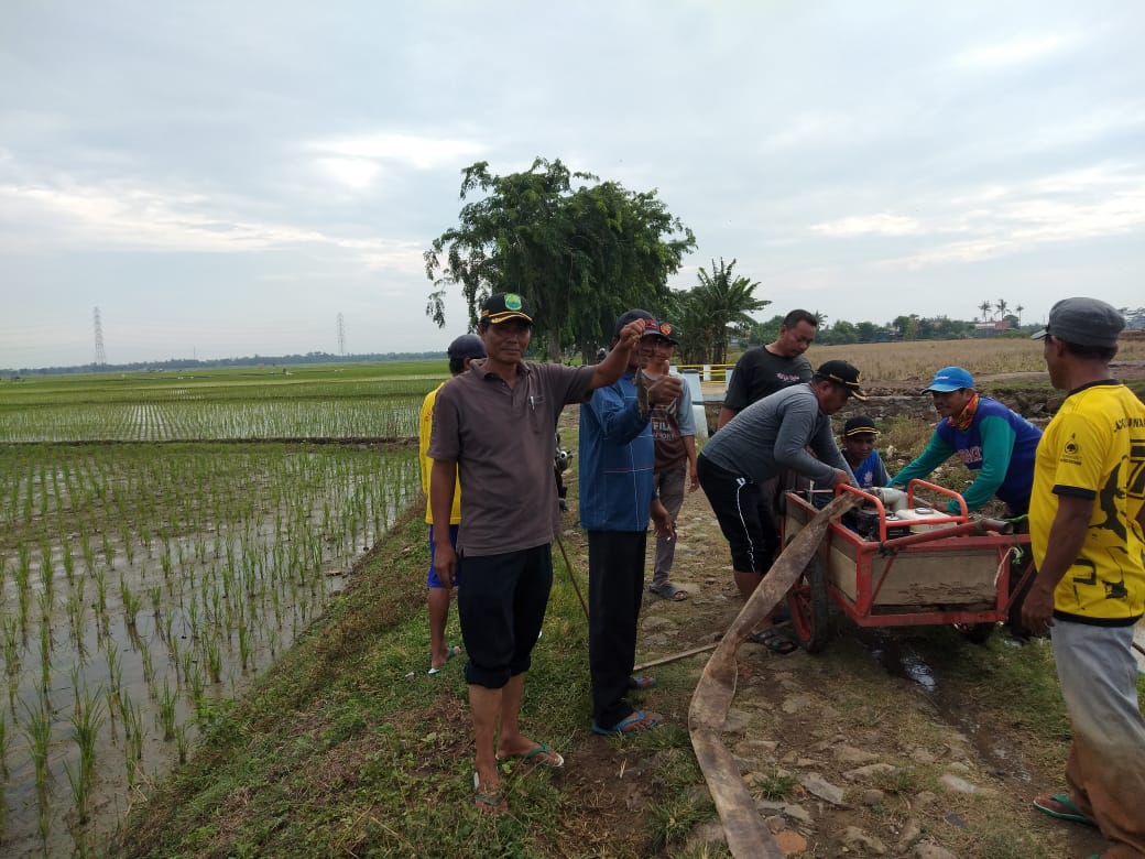 Tikus Mewabah Petani Gropyokan, Hama Wereng Juga Jadi Ancaman