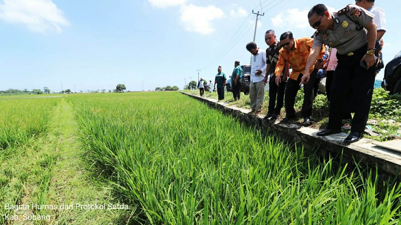 Hama Tikus Merajalela, 300 Hektare Sawah Terancam Gagal Panen