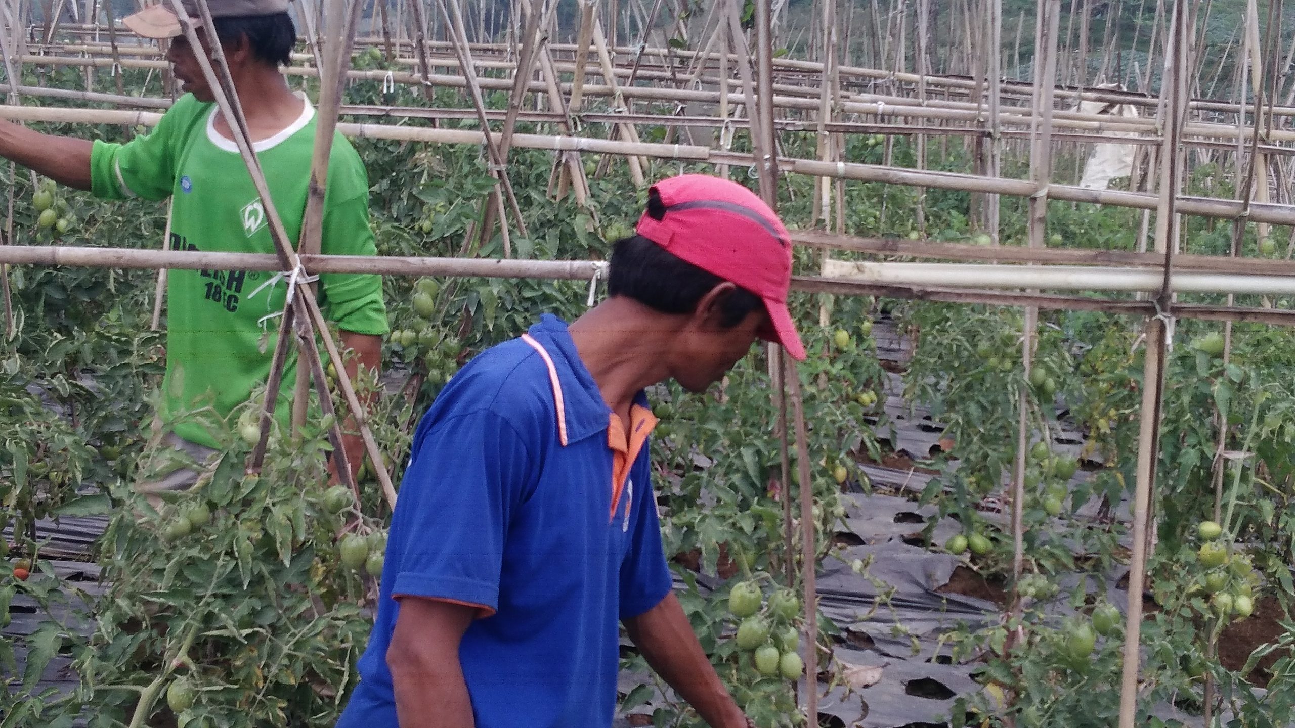 Petani Lembang Keluhkan Bantuan Pertanian